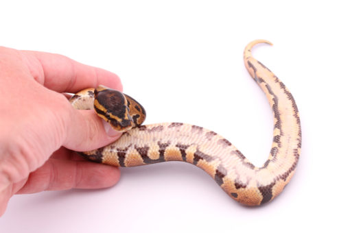Africa import dinker ball python for sale