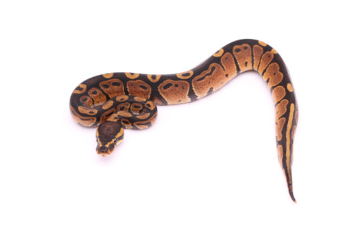 Africa import dinker ball python for sale