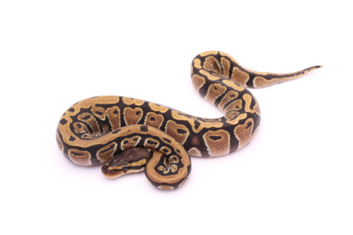 Africa import dinker ball python for sale
