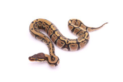 Africa import dinker ball python for sale