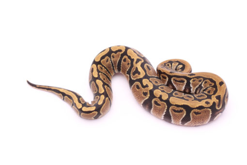 Africa import dinker ball python for sale