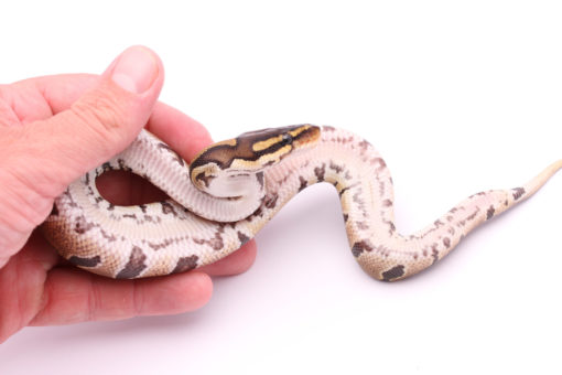 Africa import dinker ball python for sale