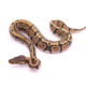 Africa import dinker ball python for sale