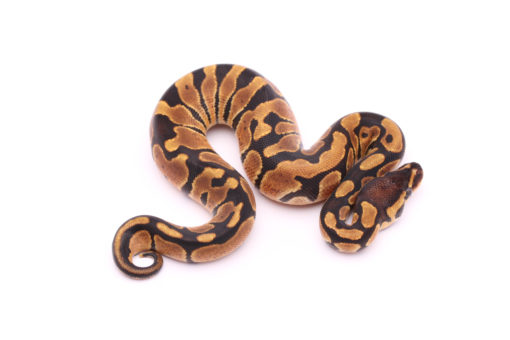 Africa import dinker ball python for sale
