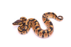 Africa import dinker ball python for sale