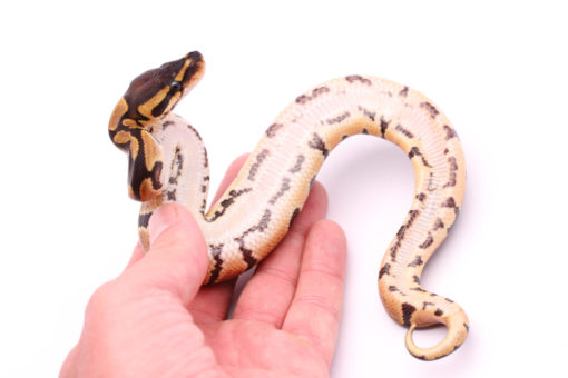 Africa import dinker ball python for sale