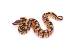 Africa import dinker ball python for sale