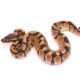 Africa import dinker ball python for sale