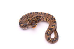 Africa import dinker ball python for sale