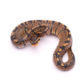 Africa import dinker ball python for sale