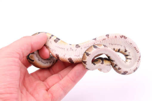 Africa import dinker ball python for sale