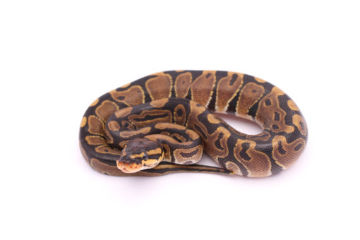 Africa import dinker ball python for sale