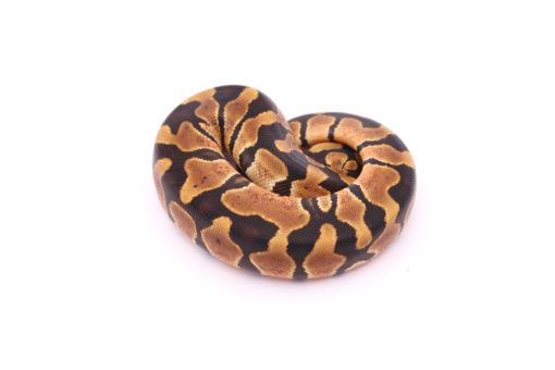 Africa import dinker ball python for sale