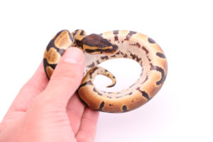 Africa import dinker ball python for sale