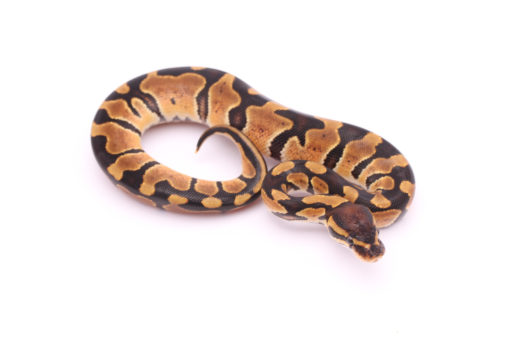 Africa import dinker ball python for sale