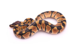 Africa import dinker ball python for sale