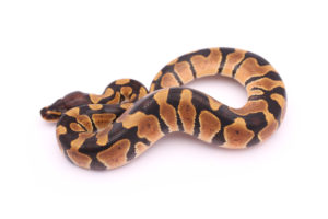 Africa import dinker ball python for sale