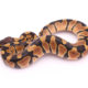 Africa import dinker ball python for sale