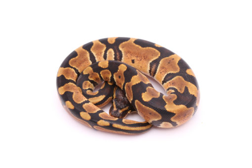 Africa import dinker ball python for sale