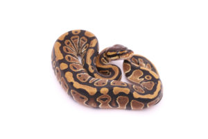 Africa import dinker ball python for sale