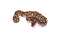 Africa import dinker ball python for sale