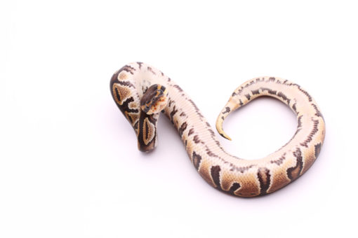 Africa import dinker ball python for sale