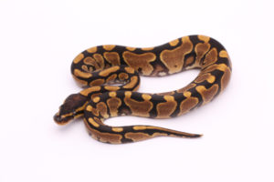 Africa import dinker ball python for sale