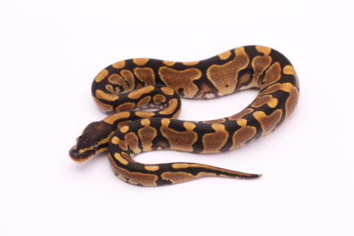 Africa import dinker ball python for sale