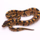 Africa import dinker ball python for sale