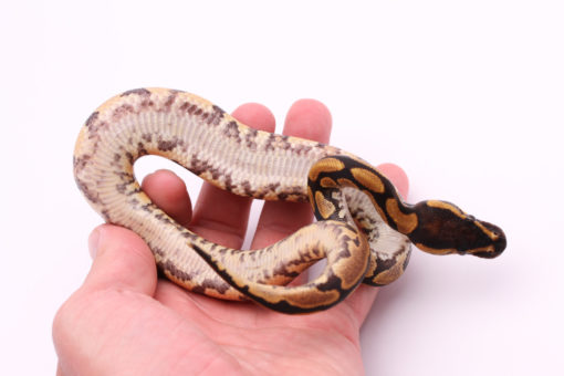 Africa import dinker ball python for sale