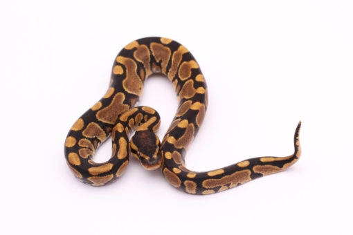 Africa import dinker ball python for sale