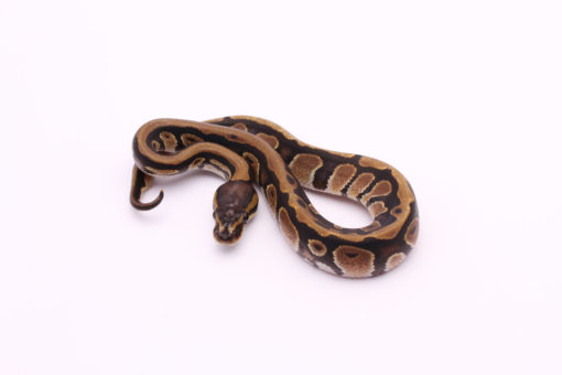 Africa import dinker ball python for sale
