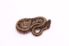 Africa import dinker ball python for sale
