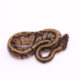 Africa import dinker ball python for sale
