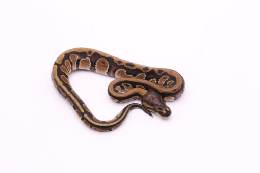 Africa import dinker ball python for sale