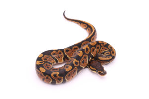 Africa import dinker ball python for sale