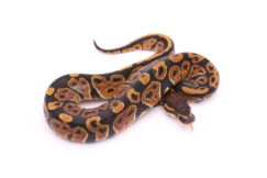 Africa import dinker ball python for sale
