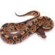 Africa import dinker ball python for sale