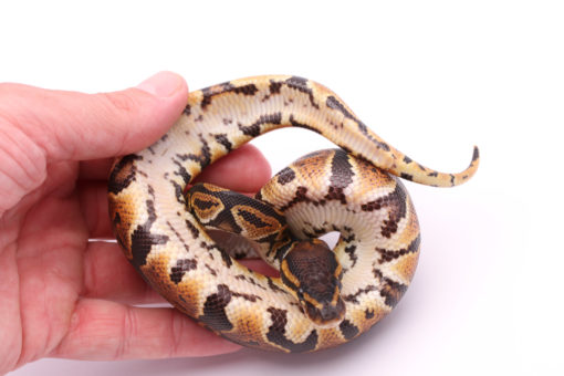 Africa import dinker ball python for sale