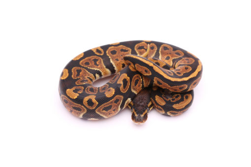 Africa import dinker ball python for sale