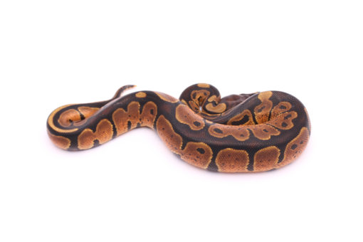 Africa import dinker ball python for sale