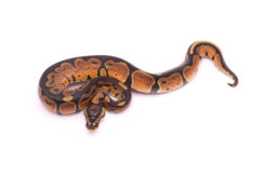 Africa import dinker ball python for sale