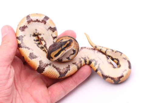 Africa import dinker ball python for sale