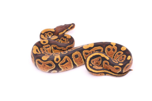 Africa import dinker ball python for sale