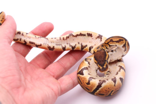 Africa import dinker ball python for sale
