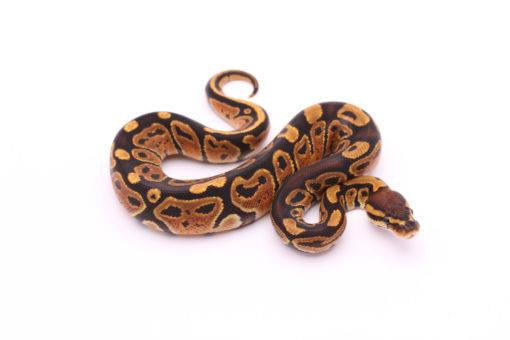 Africa import dinker ball python for sale