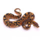 Africa import dinker ball python for sale