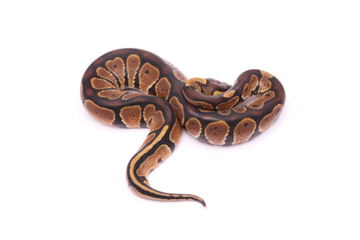Africa import dinker ball python for sale