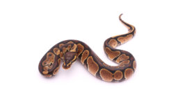 Africa import dinker ball python for sale