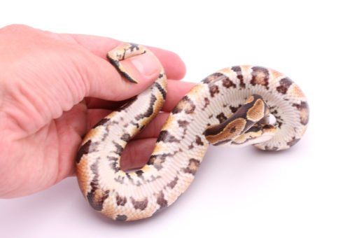 Africa import dinker ball python for sale